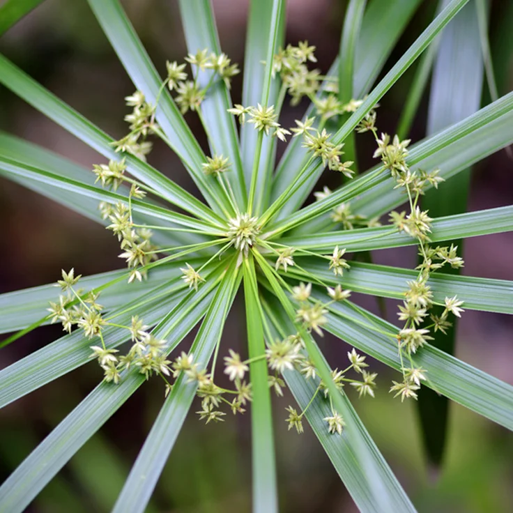 Single bottle of Sunnat Smile Miswak Herbal Tooth Powder