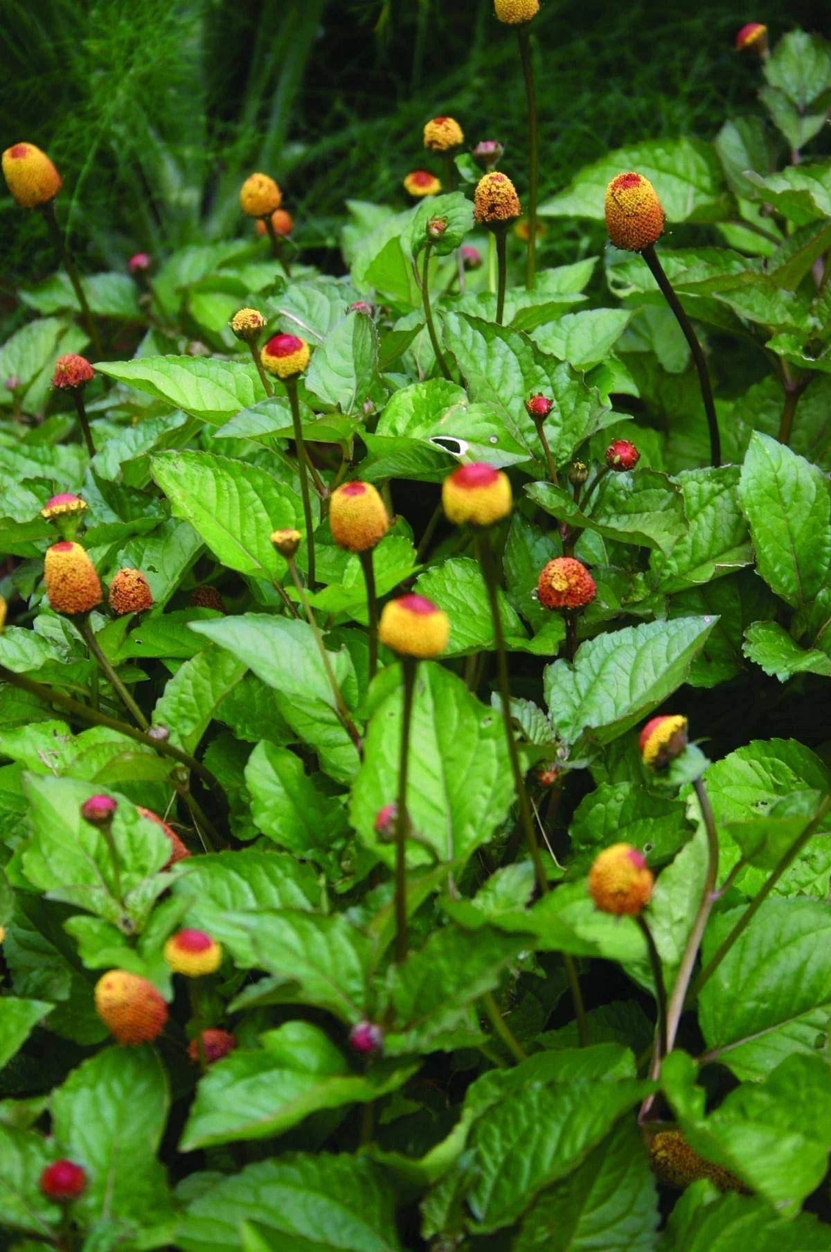 Sunnat Smile clinic team caring for a patient